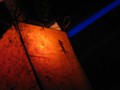Gecko by night