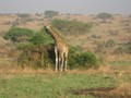 Giraffe beim Frühstück