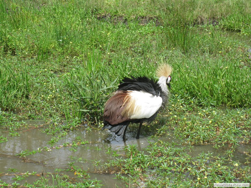 Der Nationalvogel