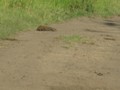 Bieber, Ratte  - putzig