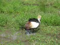 Der Nationalvogel