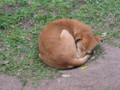 typischer Afrikahund